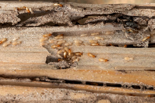 Best Affordable Pest Control Services  in Earlimart, CA